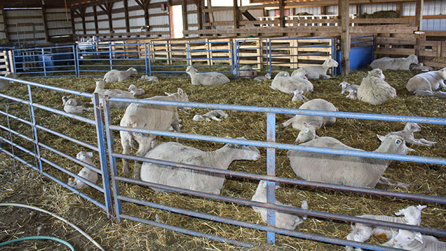 DAIRY PRODUCTION